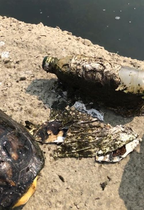 Рыбак обнаружил странную бутылку, оказавшуюся тяжелой ношей для черепахи