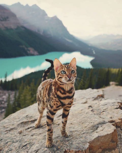 Кошка-путешественница из Канады