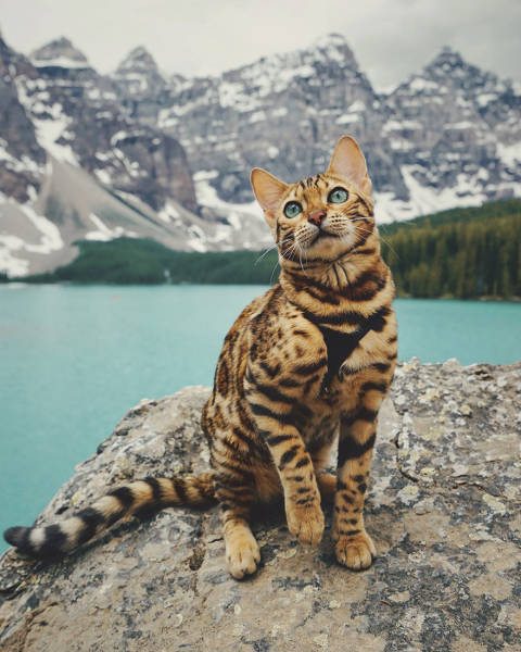 Кошка-путешественница из Канады