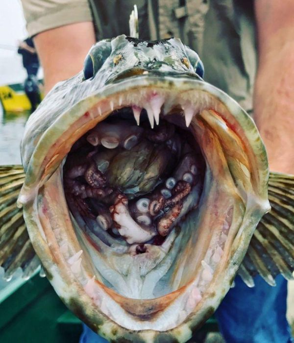 Рыбак поймал зубастого терпуга с бонусом внутри