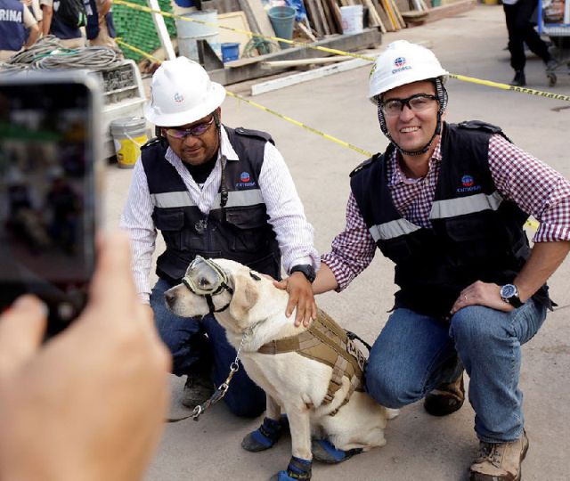 На счету этой собаки десятки спасенных жизней, сделавших ее национальным героем Мексики