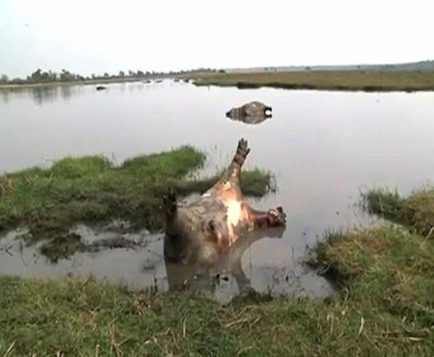 Более 100 бегемотов убила сибирская язва в Намибии