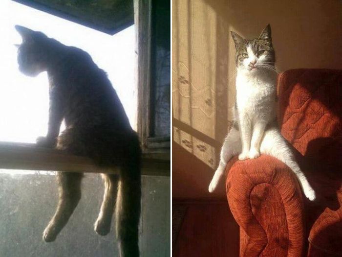 Коты, которые забыли, как нужно правильно сидеть