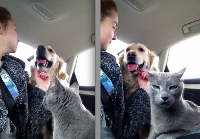Забавные фото с кошками и собаками