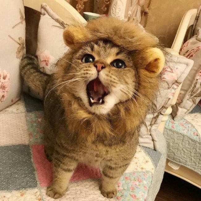 Маленький лев