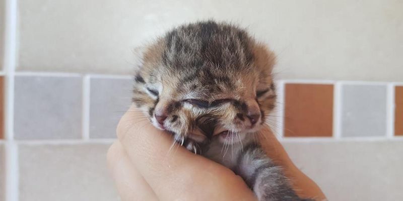 Новорожденная кошка с двумя мордами
