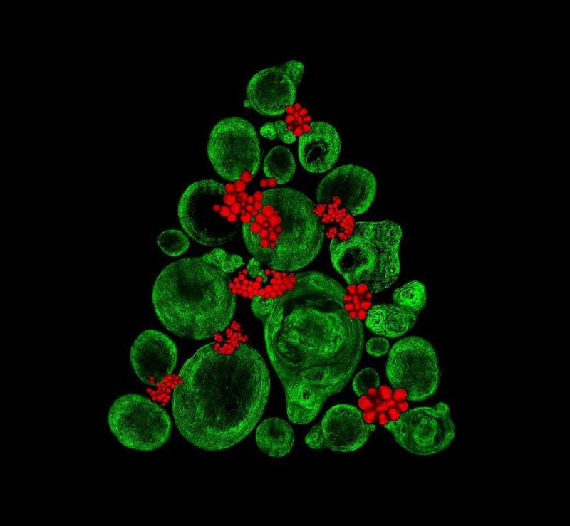 Аспирантка университета нарядила праздничную елку из стволовых клеток