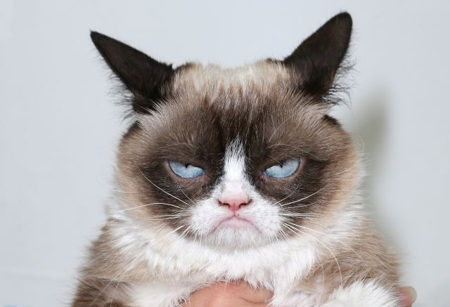 Суд над мемом принес хозяйке Grumpy Cat («Сердитая кошка») сотни тысяч долларов