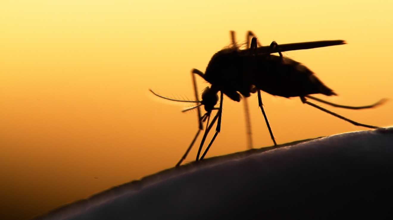 Ученые выяснили, почему некоторых людей комары кусают чаще, чем других