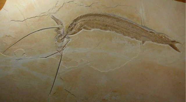 Эта находка рассказала ученым о жизни и смерти двух существ, живших 155 миллионов лет назад