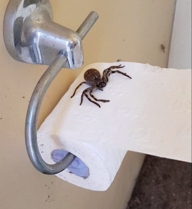Австралийка сделала жуткую находку в своем туалете