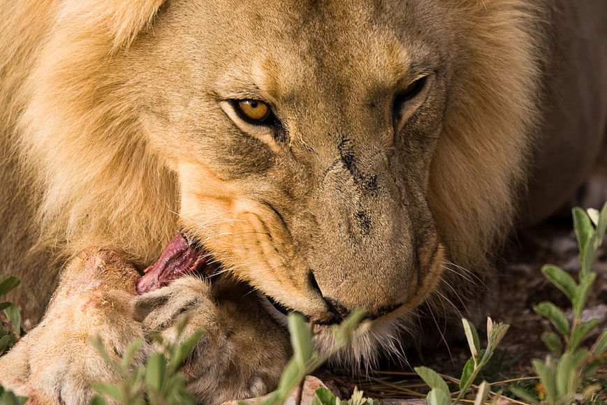 В Африке львы съели браконьера
