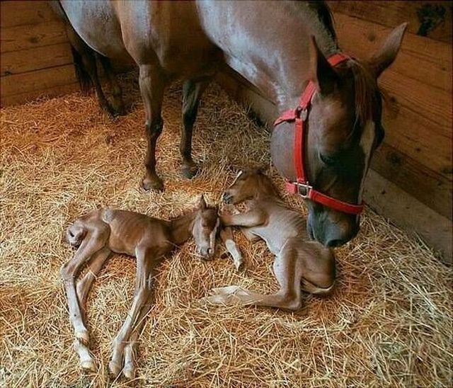 Как выглядят копыта у новорожденных лошадок
