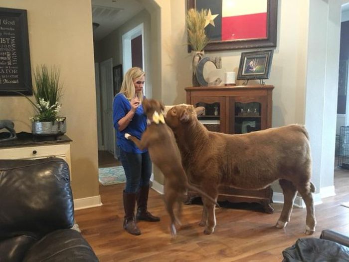 Спасенный в Техасе теленок думает, что он пес