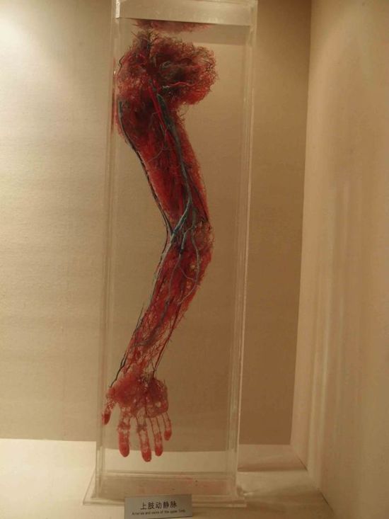 Кровеносная система без тканей: экспонаты из Шанхайского музея