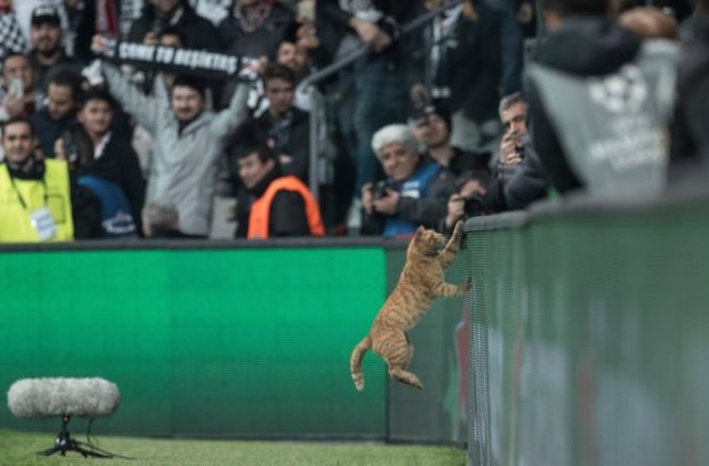 УЕФА открыло дело против турецкого «Бешикташа». Виновник – кот