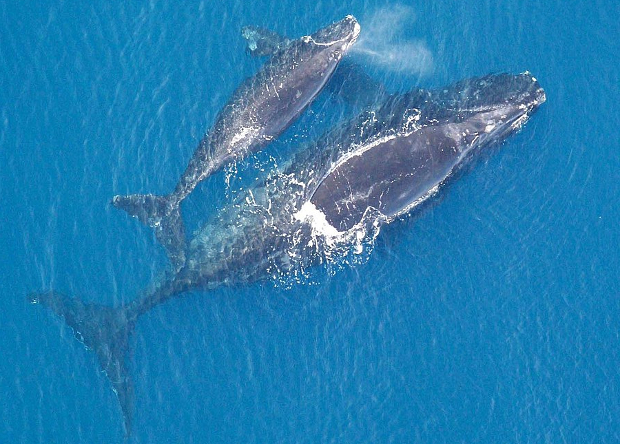 Вымирающий северный гладкий кит не оставил потомства в этом году
