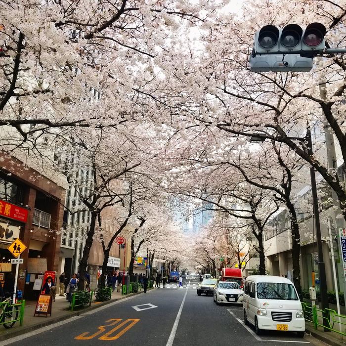 В Японию пришла весна
