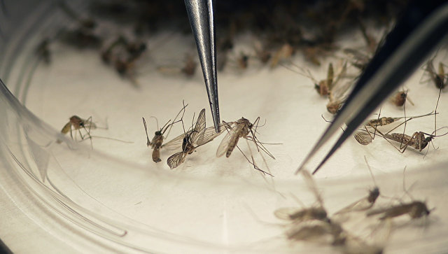 Найдена убивающая комаров таблетка