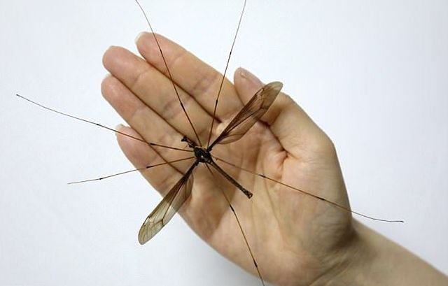 Обнаруженный в Китае комар пугает своими размерами
