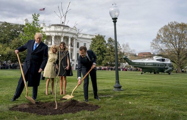 Сажающие дерево Трамп и Макрон стали героями фотожаб
