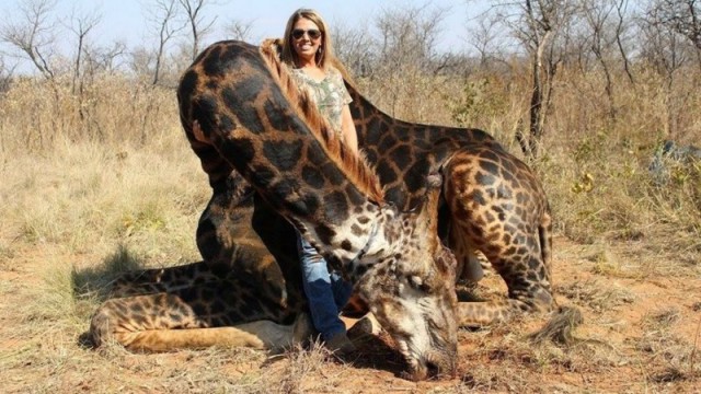 Американка, застрелившая редкого жирафа, возмутила Интернет