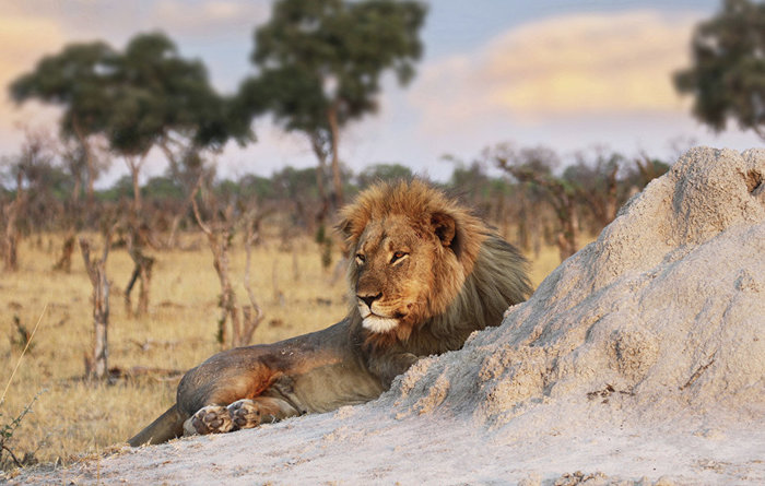 В ЮАР львы загрызли браконьеров, пытавшихся спилить рога носорогов 