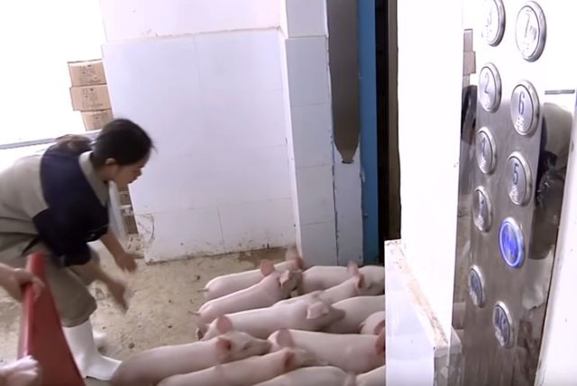 Многоэтажные свинофермы в Китае