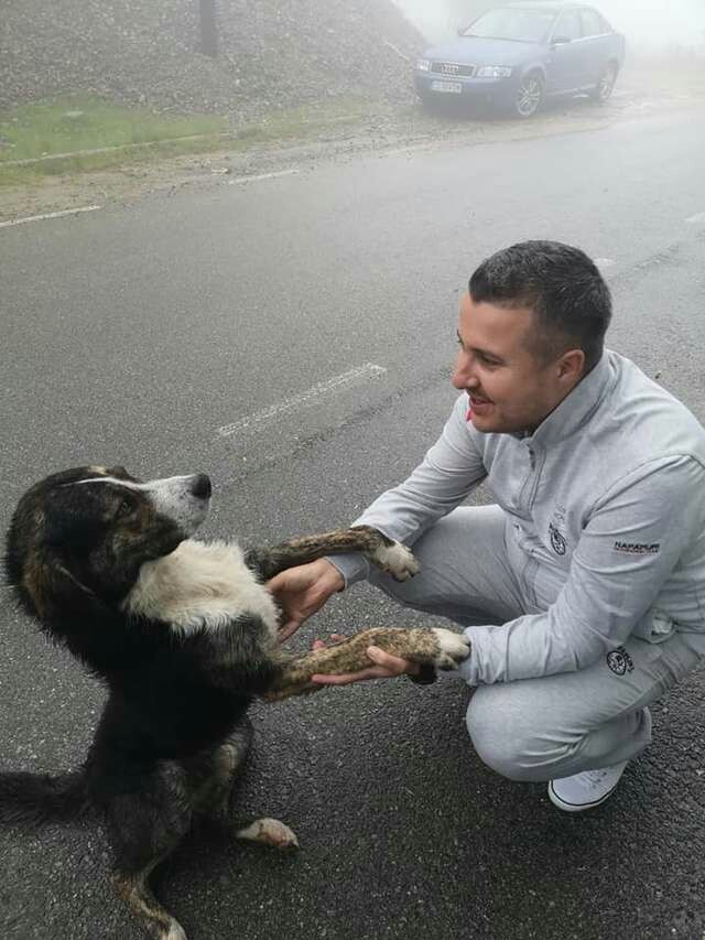 В Румынии бродячая собака всю ночь согревала раненого велосипедиста