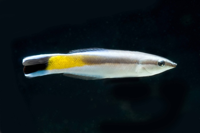 Биологи обнаружили самосознание у рыб