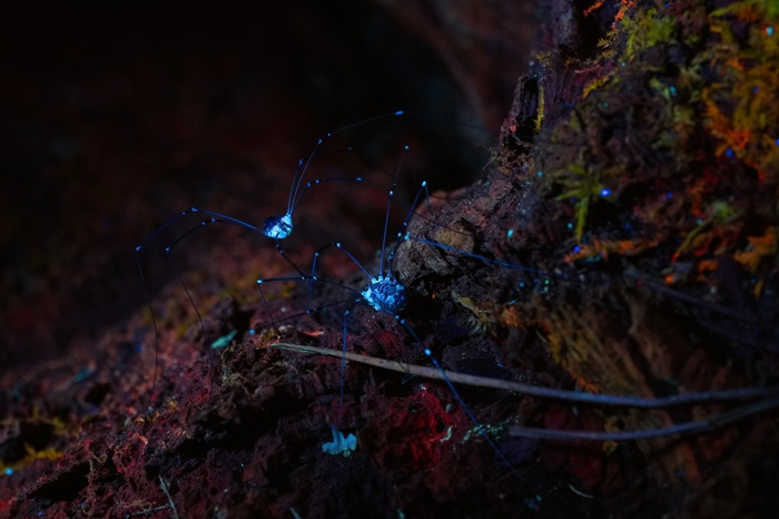 Ночной лес в ультрафиолете (10 фото)