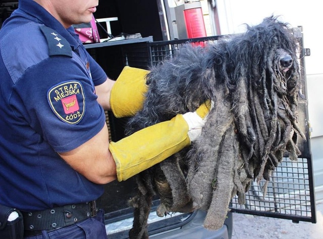 Зоозащитники спасли собаку, которая превратилась к сплошной комок шерсти