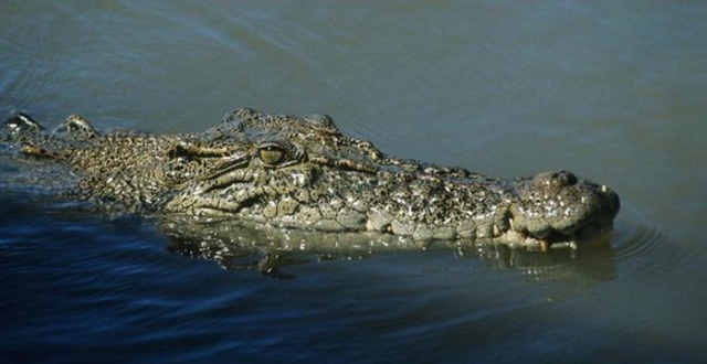 Как выглядит крокодил под водой?