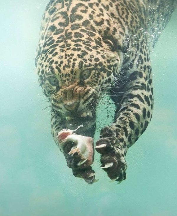 Фотожабы на леопарда, нырнувшего в воду