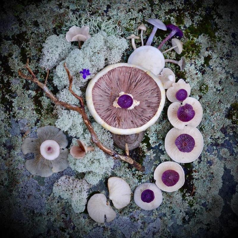 Картини из гриибов от Саар Алхопуро