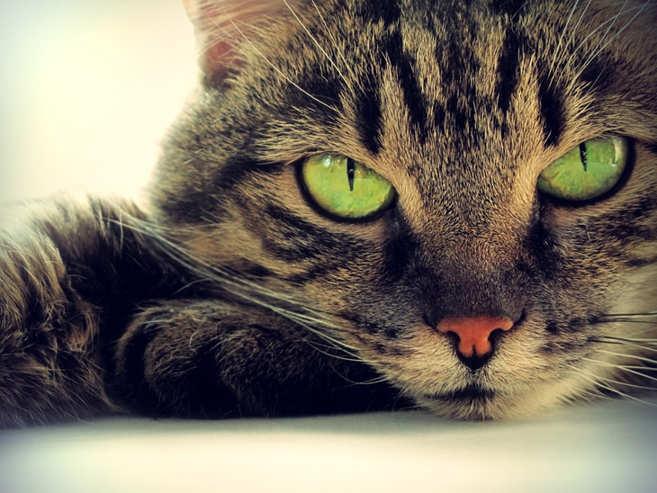 Почему у кошек вертикальные зрачки?