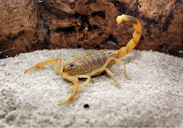 Яд желтого скорпиона - самая дорогостоящая жидкость в мире