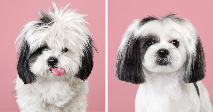 Собаки до и после стрижки (21 фото)