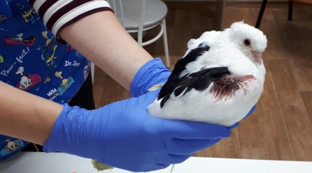 Раненый голубь в Омске самостоятельно пришел в ветеринарную клинику 