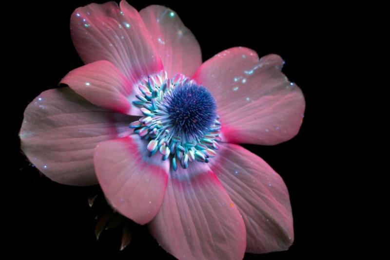 Цветы под ультрафиолетом: фотопроект Крэйга Барроуса 