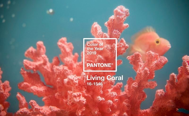 Институт Pantone назвал цветом 2019 года «живой коралл»