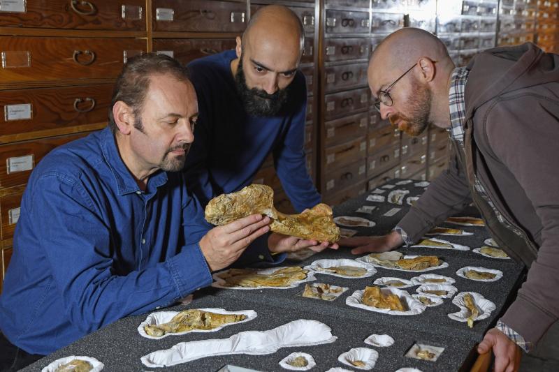 В Италии обнаружили останки старейшего из известных цератозавров