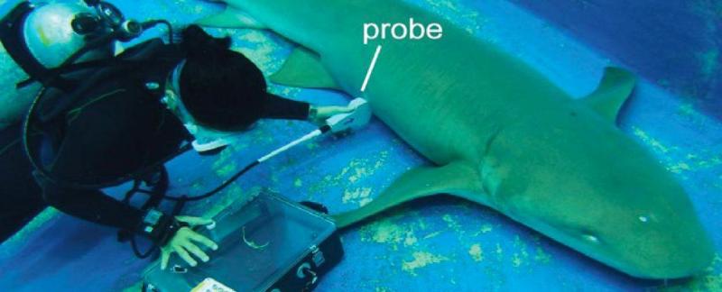 Эмбрионы акулы могут перемещаться по маткам матери и съедать своих «братьев»
