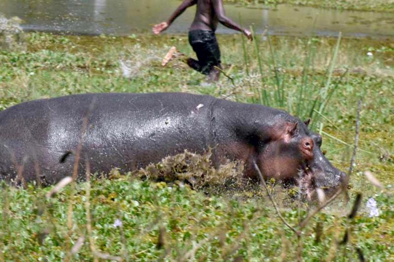 Кенийский рыбак чудом выжил после нападения бегемота