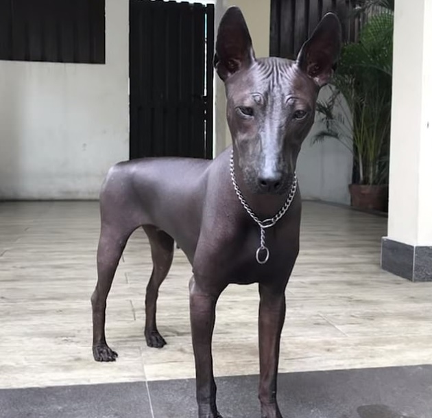 Собака или бронзовая статуя?