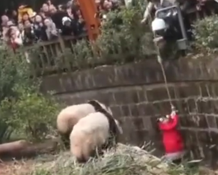 Девочка упала в вольер с пандами