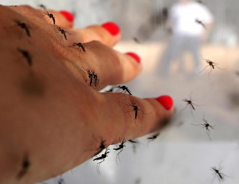 Билл Гейтс пожертвовал 4 миллиона долларов на создание комаров-убийц