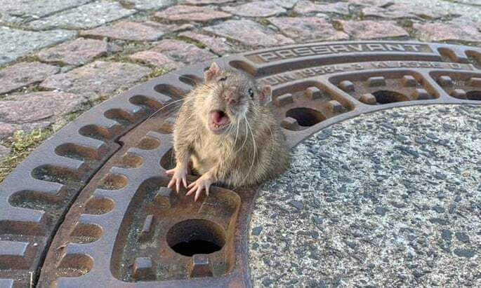 В Германии крыса застряла в канализационном люке. Её приехала спасать команда пожарных 