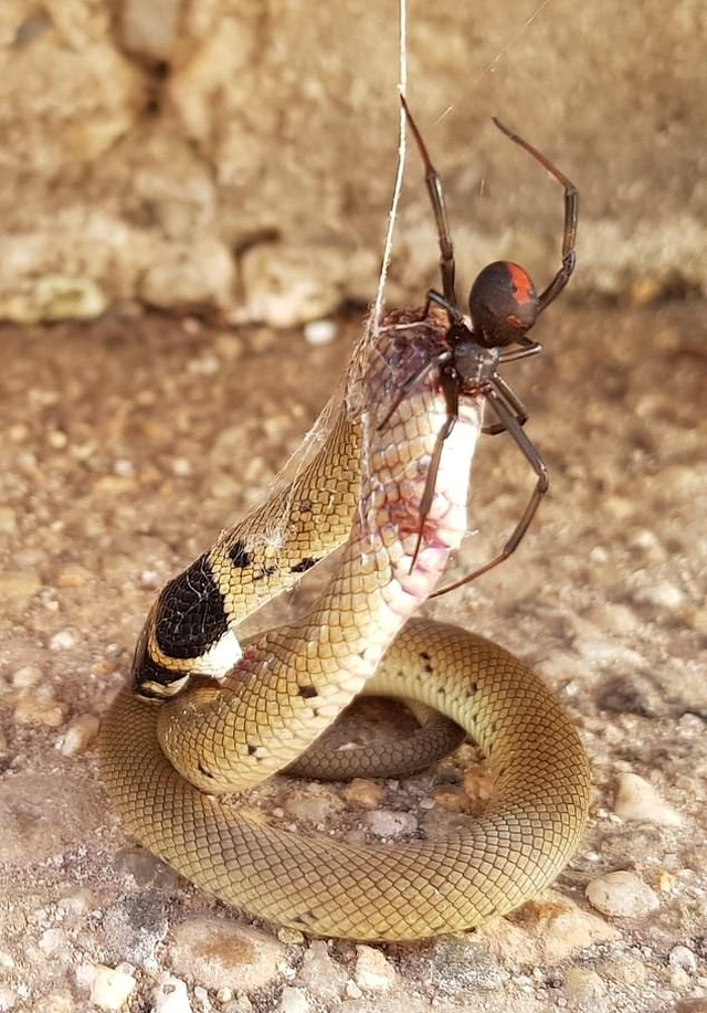 Австралийская битва ядовитого паука и змеи 