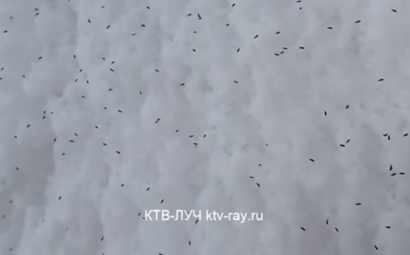 В России выпал снег с блохами (видео, фото)